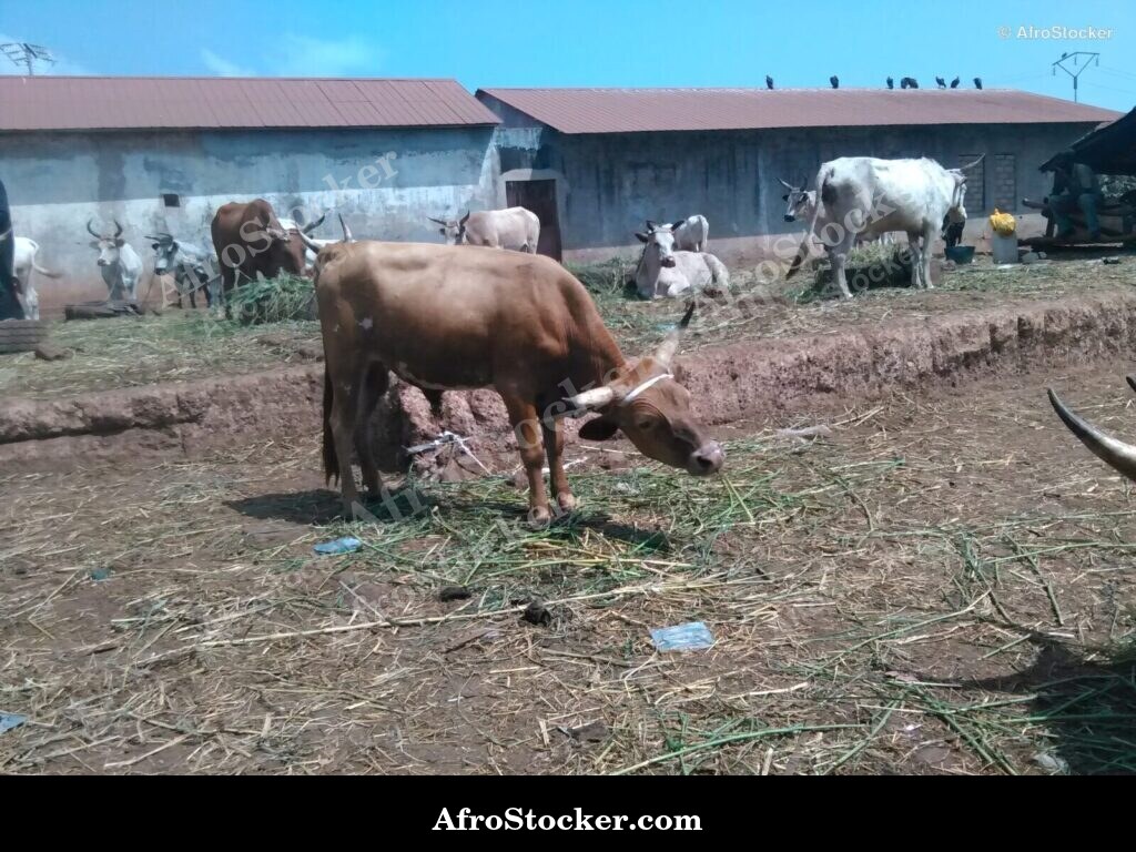 Sheep Village Guinea West Africa | AfroStocker