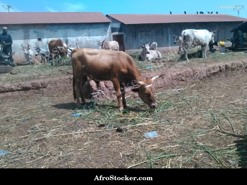 Guinea Village Sheep Herd | AfroStocker