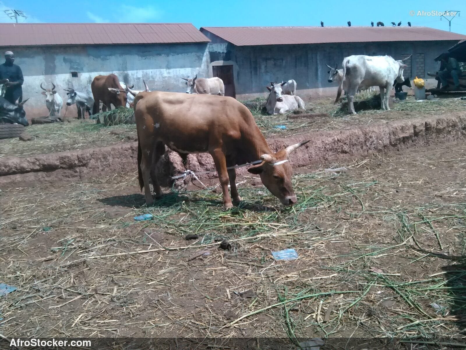 Guinea Village Sheep Herd / Troupeau Moutons Village Guinée | AfroStocker
