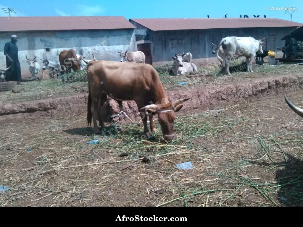 Rural Sheep Farming Guinea Africa | AfroStocker