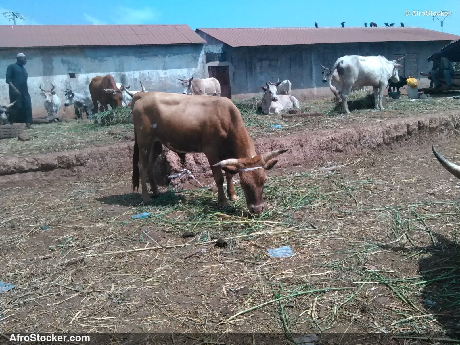 Rural Sheep Farming Guinea / Élevage Moutons Rural Guinée | AfroStocker