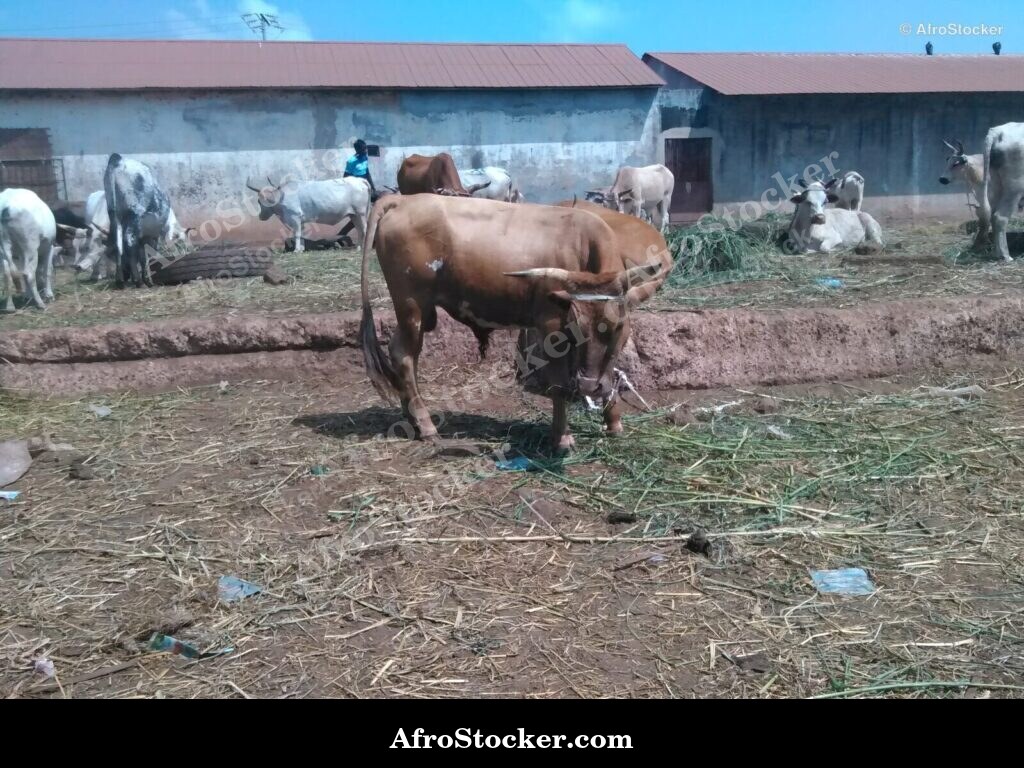 Sheep Herd Guinea Village Street | AfroStocker