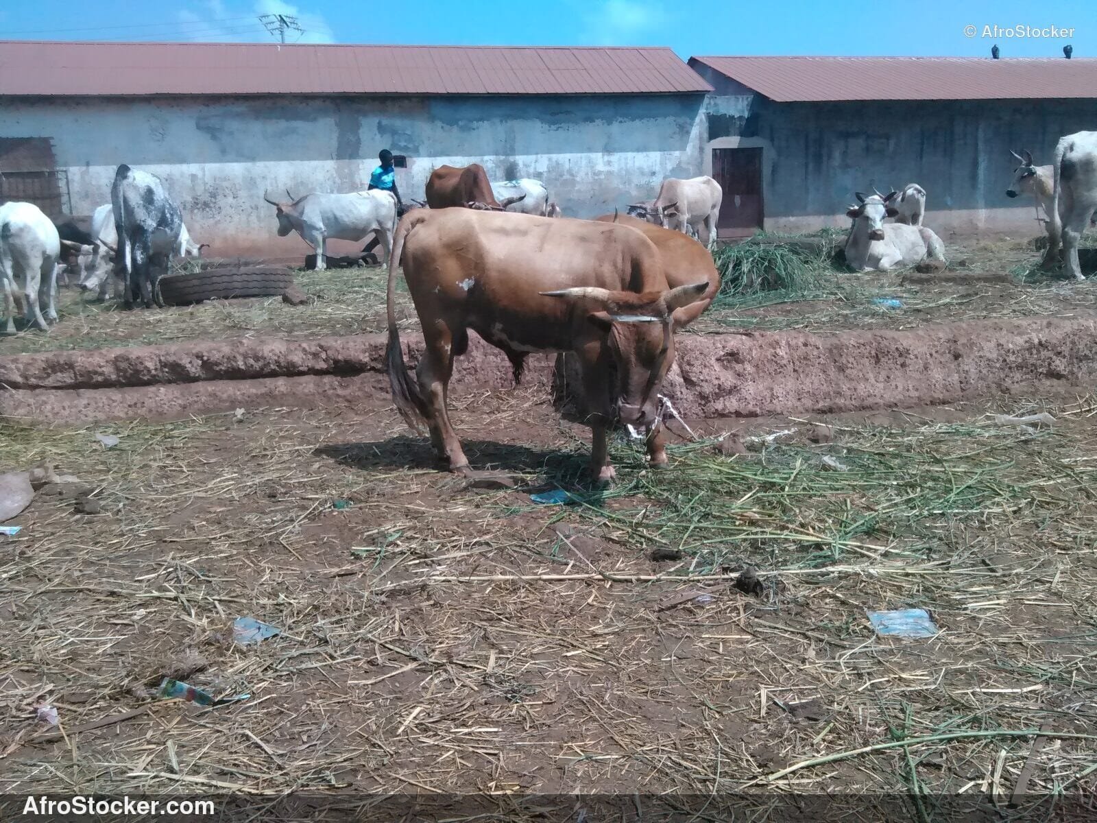 Sheep Herd Guinea Village Street / Troupeau Moutons Rue Village Guinée | AfroStocker