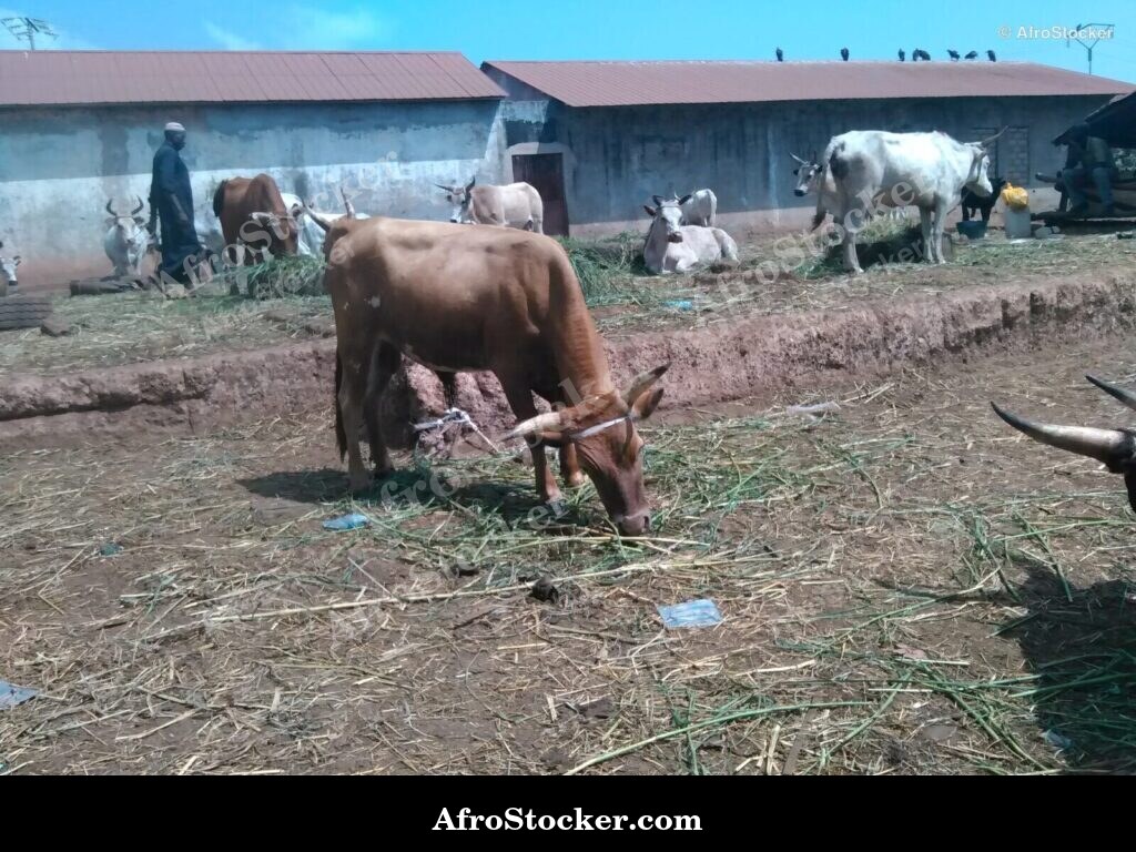 Guinea Sheep Open Village Scene | AfroStocker