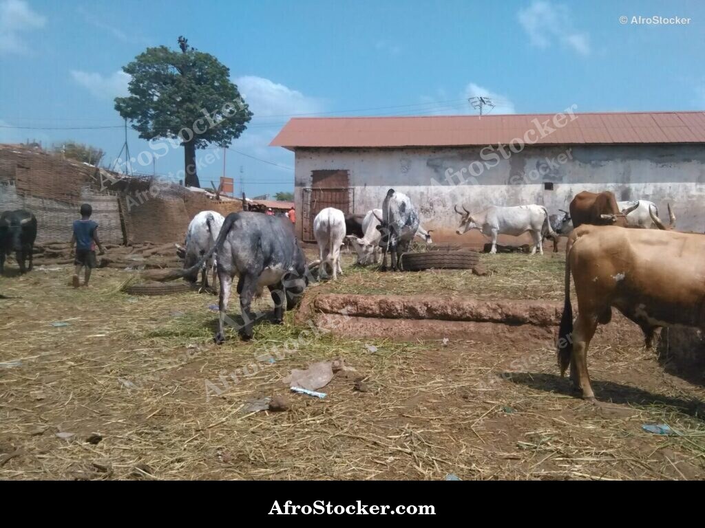 Traditional Sheep Keeping Guinea | AfroStocker