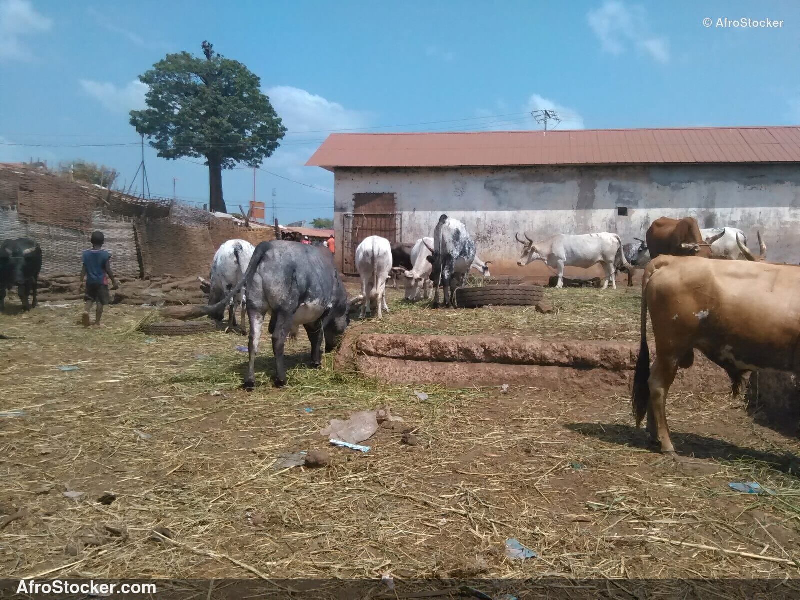 Traditional Sheep Keeping Guinea / Élevage Traditionnel Moutons Guinée | AfroStocker