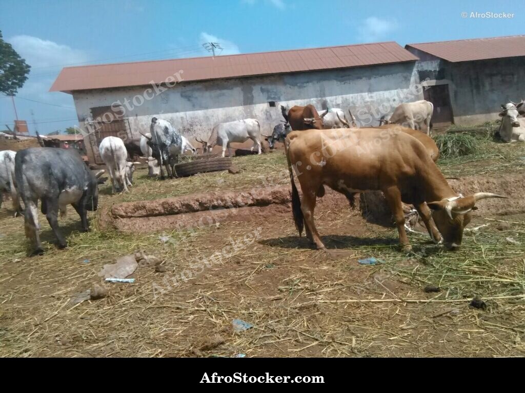 Guinea Village Sheep Pastoral Scene | AfroStocker