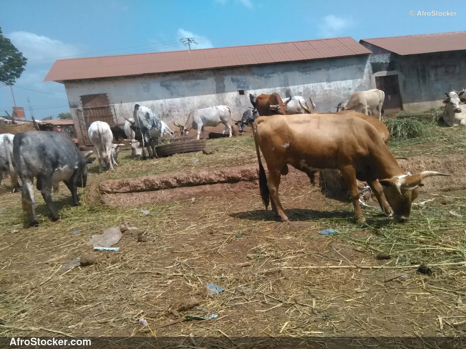 Guinea Sheep Open Village Scene / Moutons Village Guinée Scène Rurale | AfroStocker
