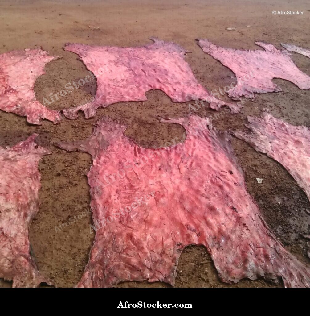 Cow Hide West Africa / Peau Vache Afrique de l'Ouest | AfroStocker