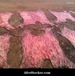 Cow Hide West Africa