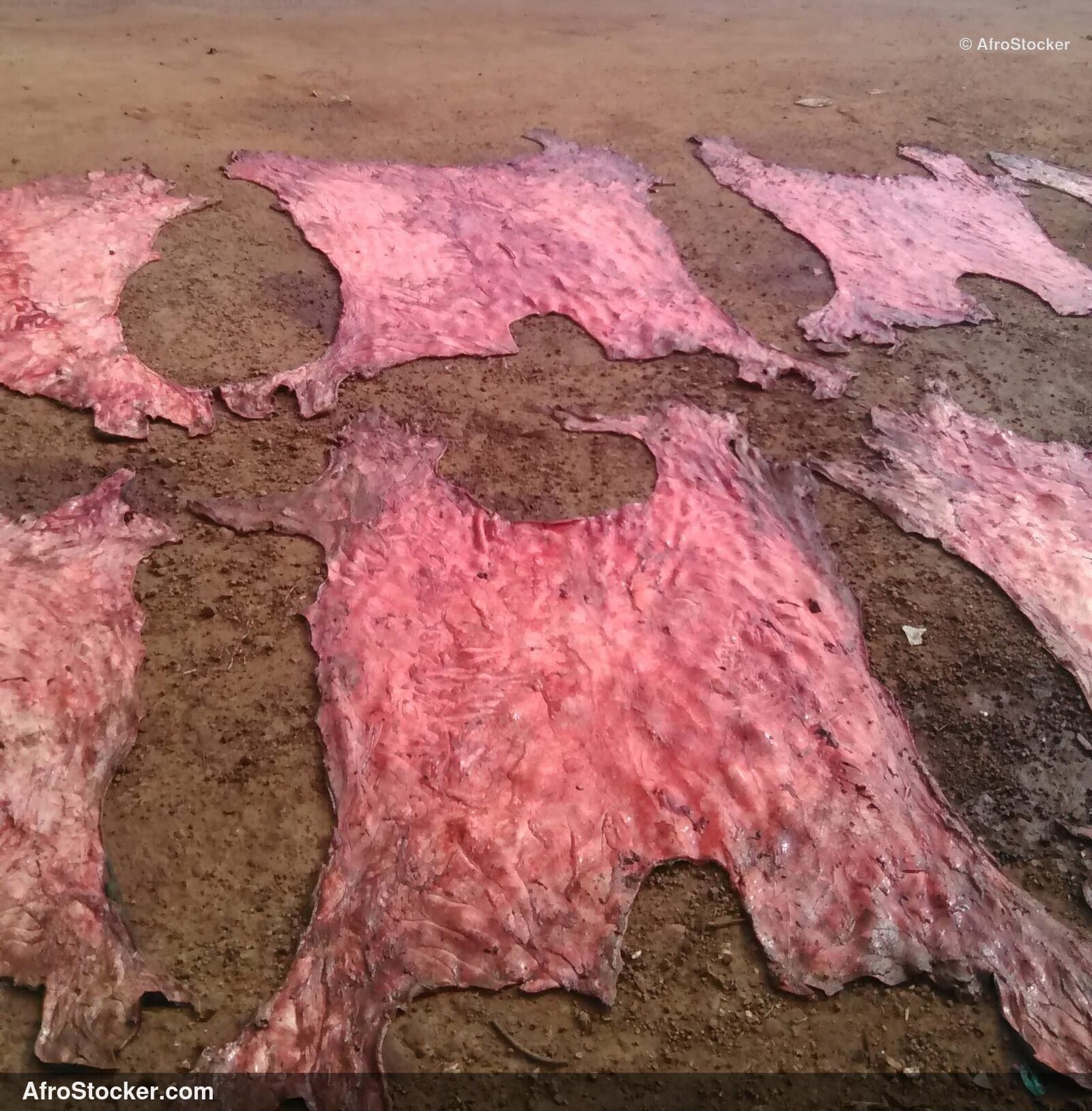 Cow Hide West Africa / Peau Vache Afrique de l'Ouest | AfroStocker