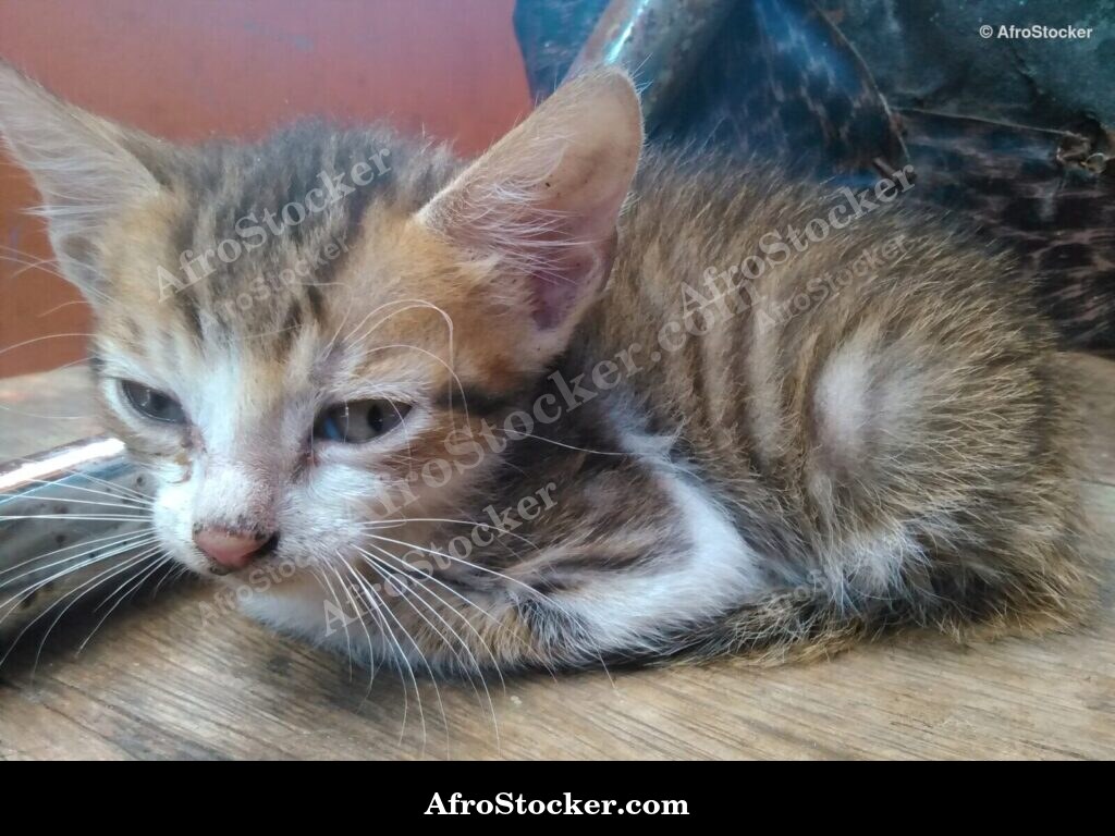 Curious Little African Cat | AfroStocker