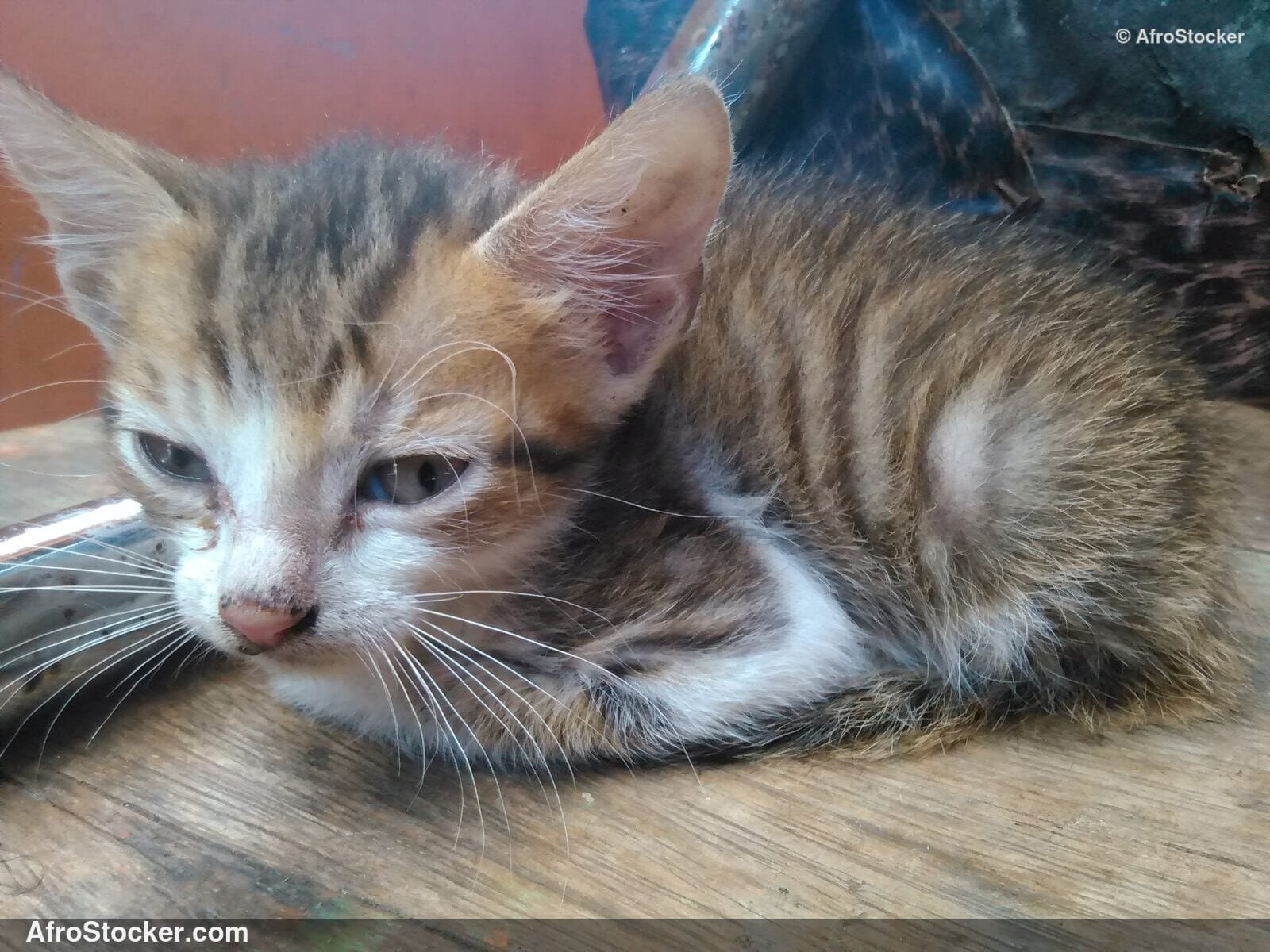 Curious Little African Cat | AfroStocker