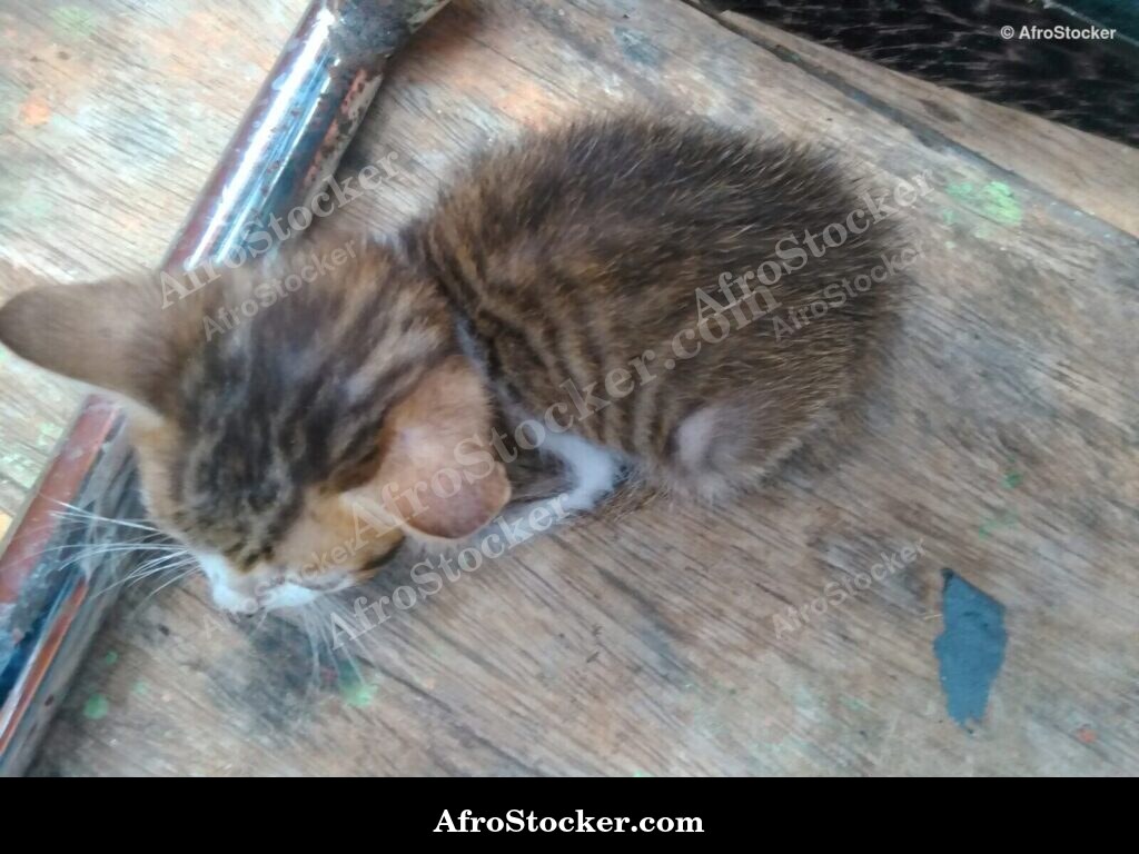 African Kitten On Terrace | AfroStocker