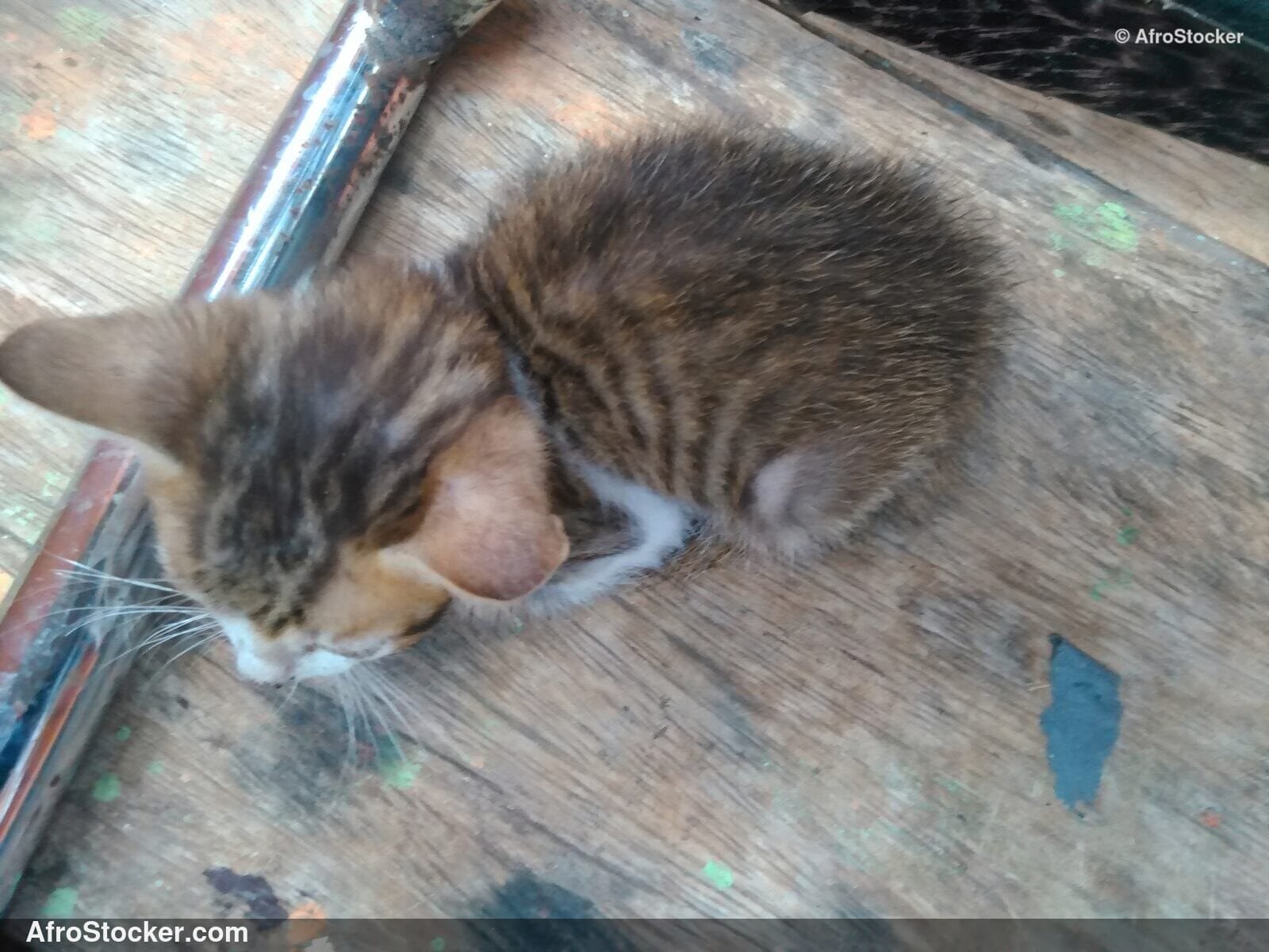 African Kitten On Terrace | AfroStocker