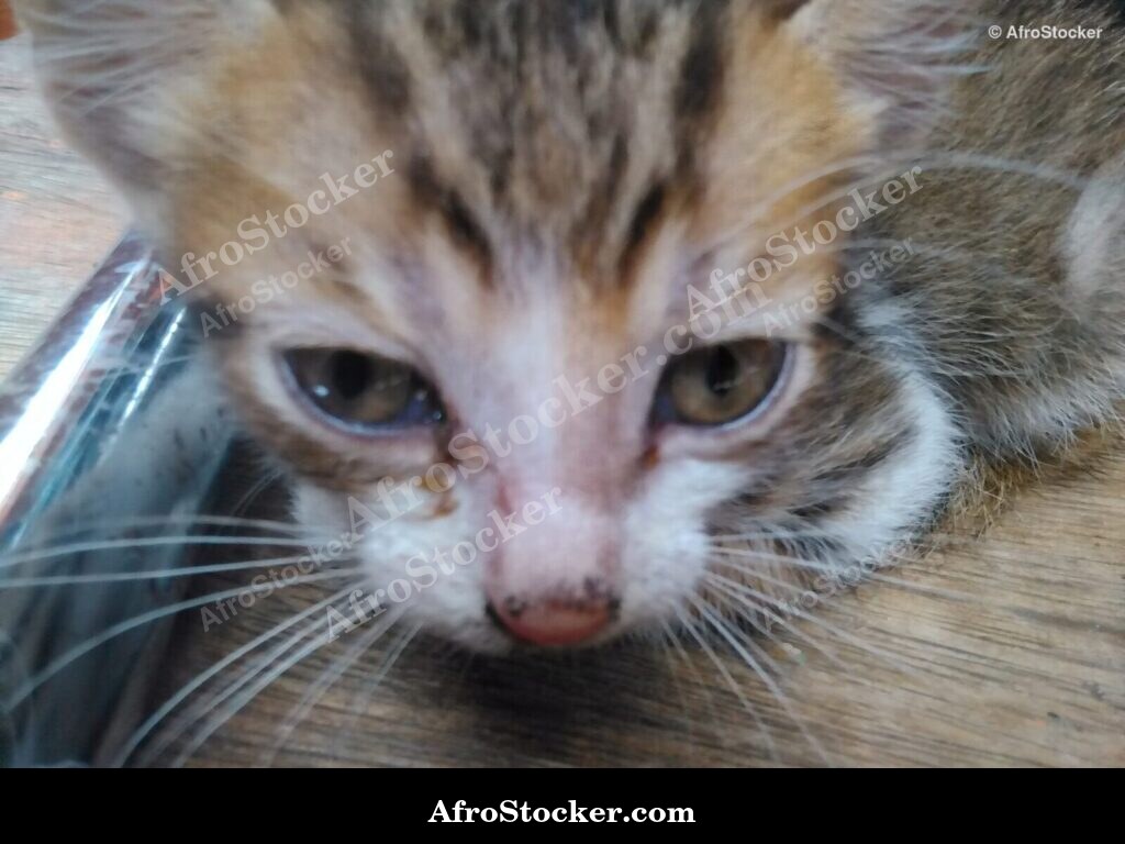 African Village Kitten | AfroStocker