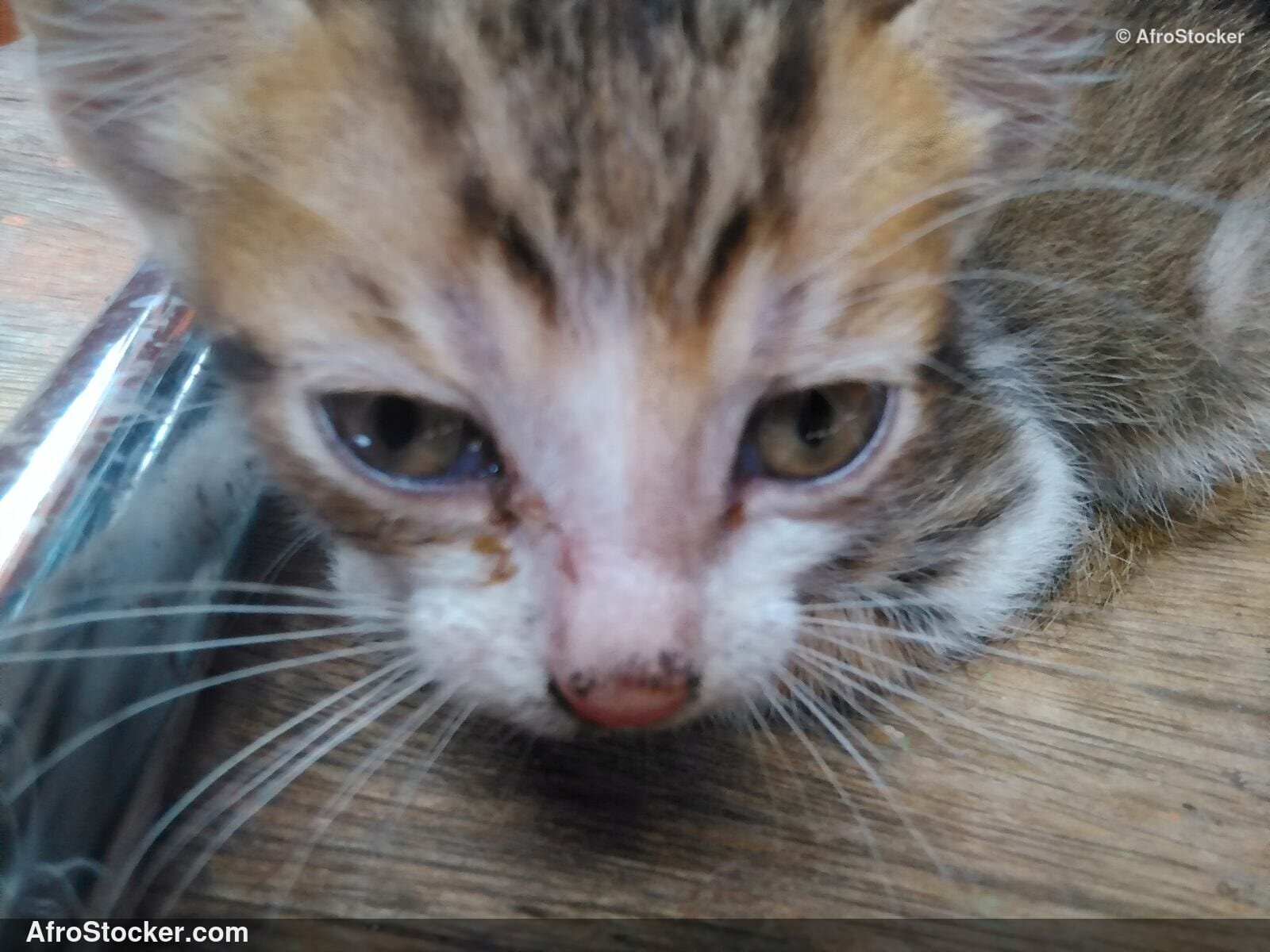 African Village Kitten | AfroStocker