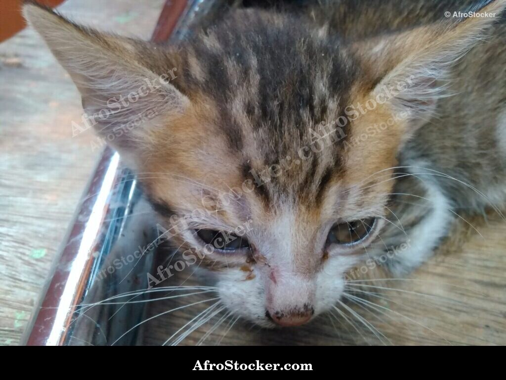 Ginger Kitten West Africa | AfroStocker