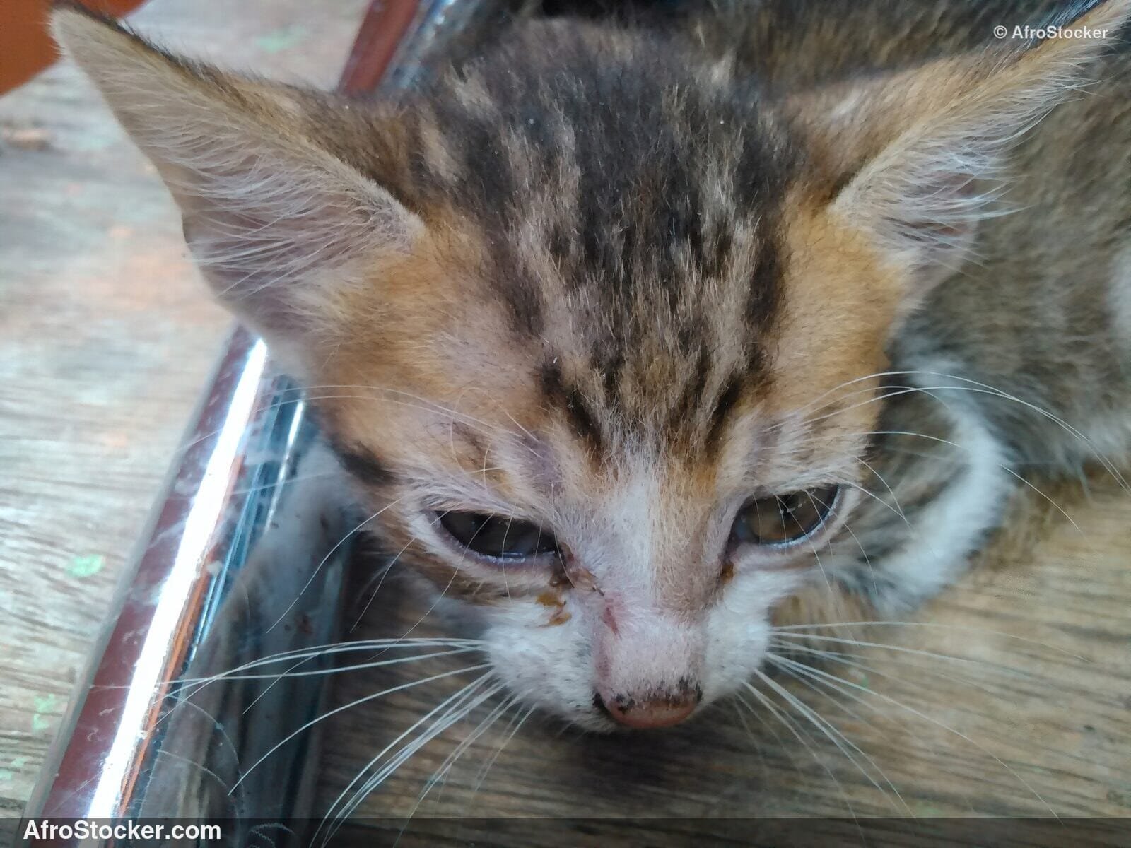 Ginger Kitten West Africa | AfroStocker