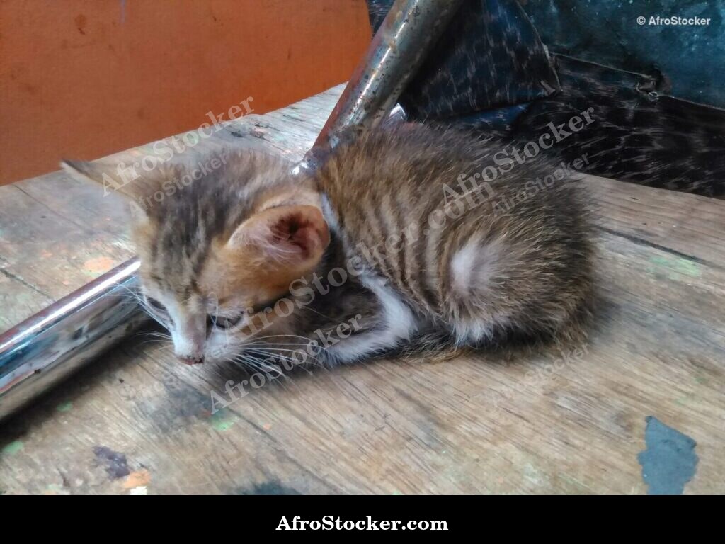 Kitten African Village / Petit Chaton Village Africain | AfroStocker