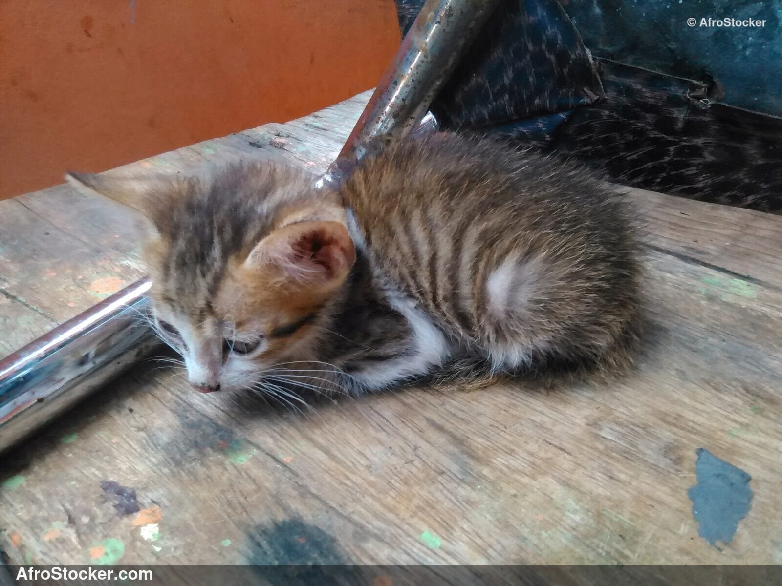 Kitten African Village / Petit Chaton Village Africain | AfroStocker