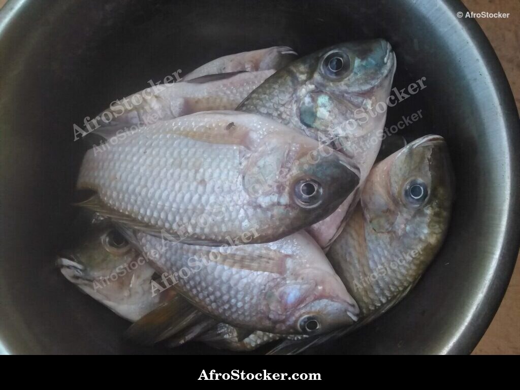 Fresh Fish West Africa / Poisson Frais Afrique de l'Ouest | AfroStocker