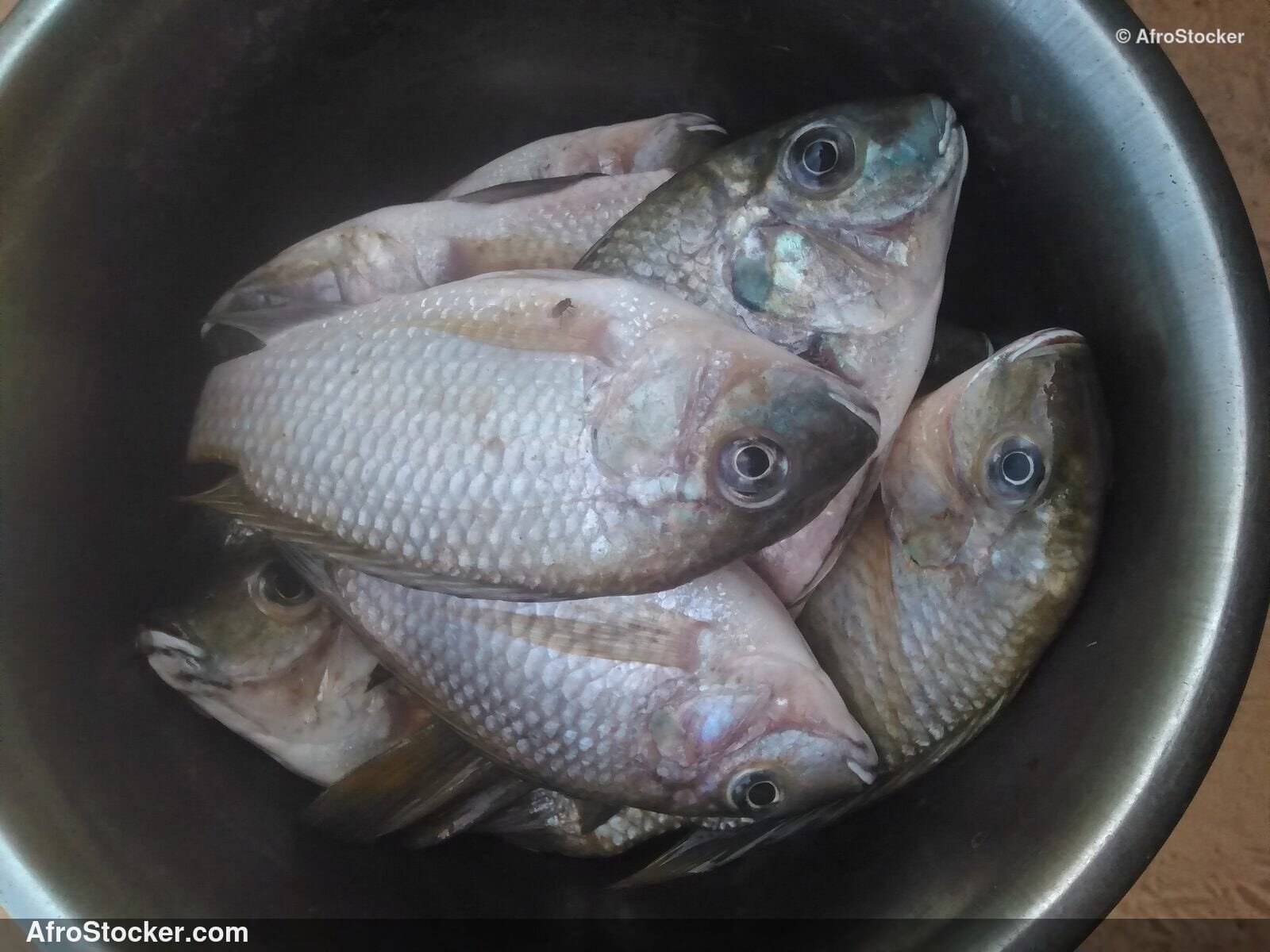 Fresh Fish West Africa / Poisson Frais Afrique de l'Ouest | AfroStocker
