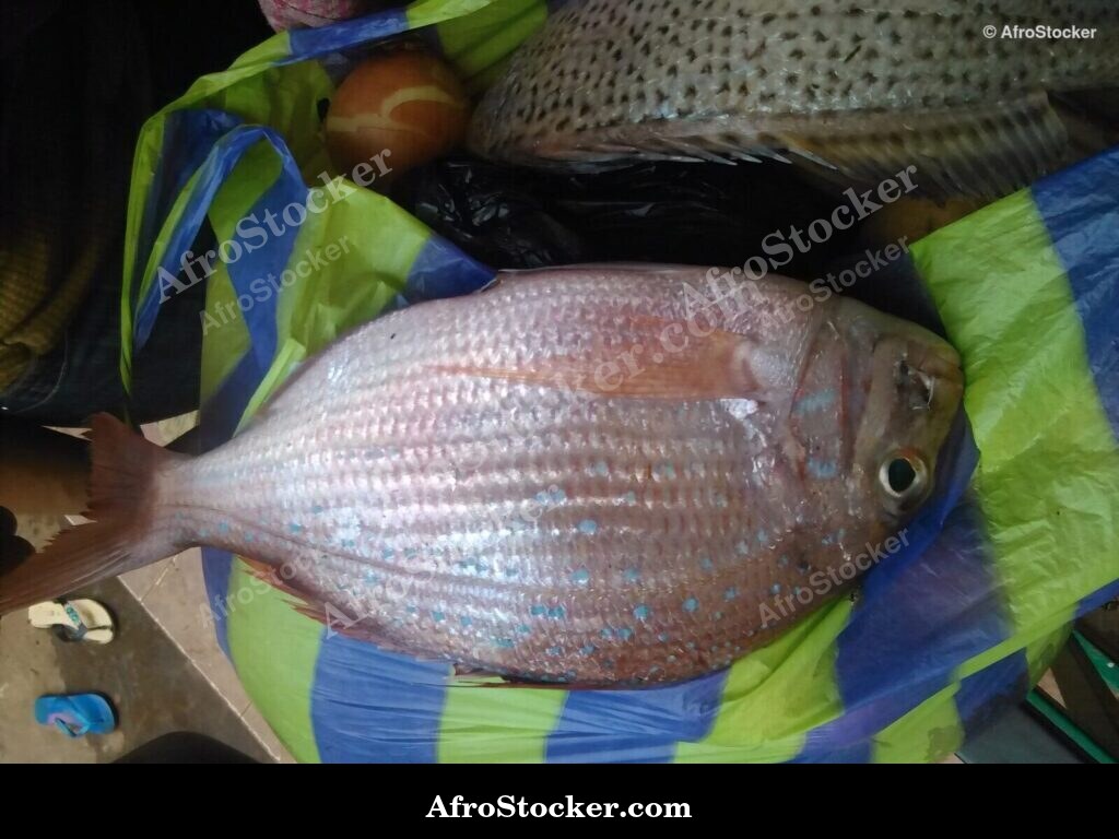 Fresh Fish Display Africa / Étalage Poisson Frais Afrique | AfroStocker