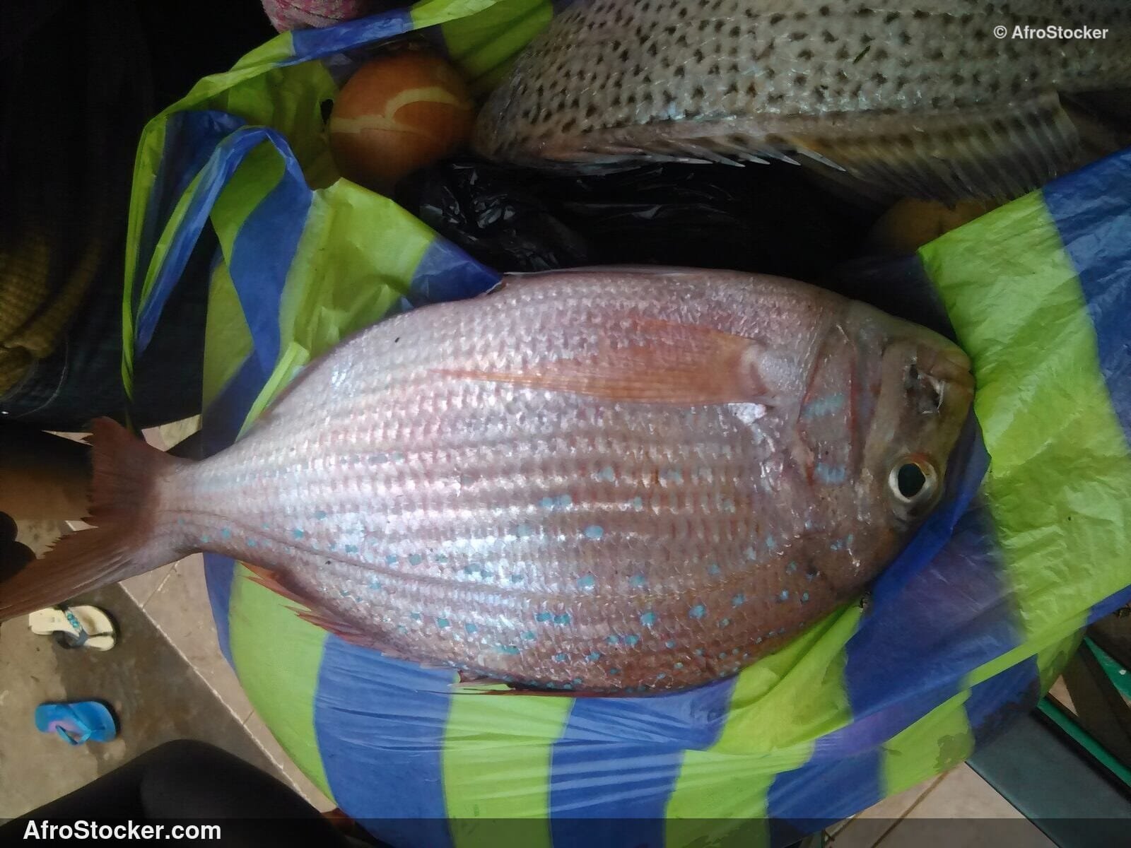 Fresh Fish Display Africa / Étalage Poisson Frais Afrique | AfroStocker