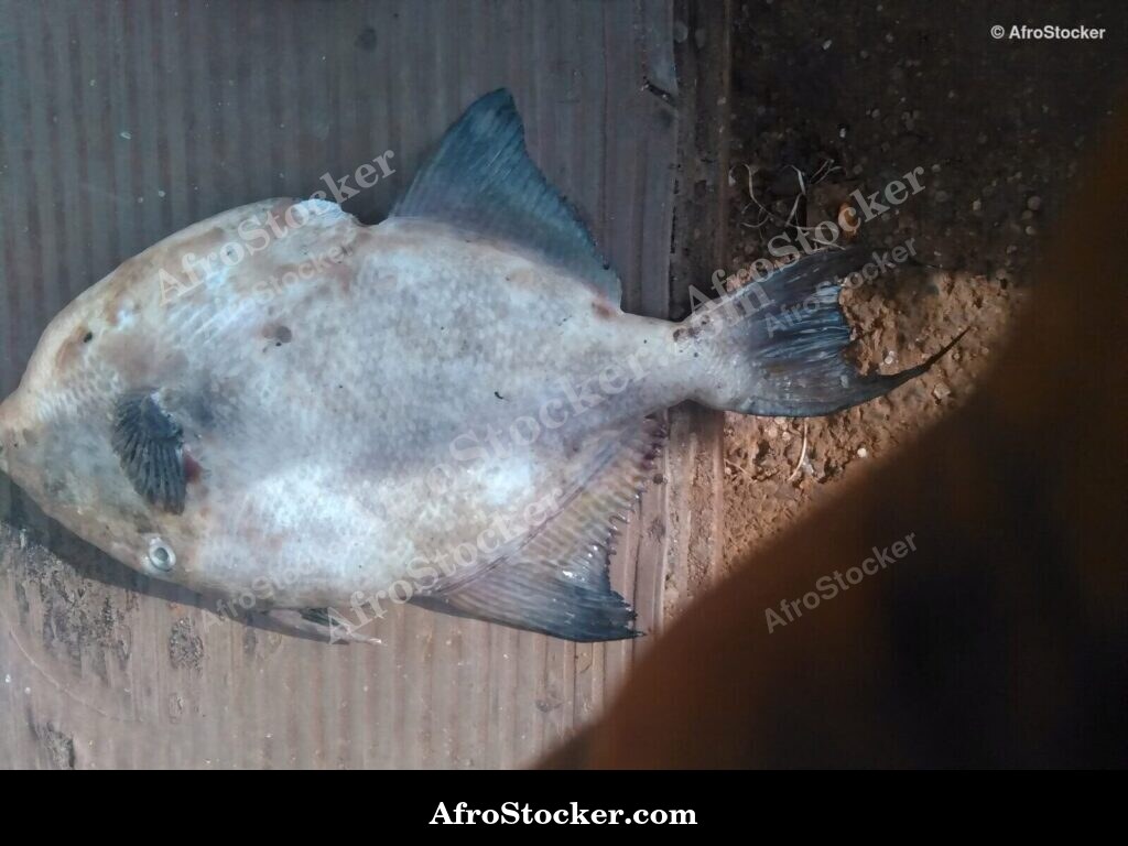 Fresh Fish Market Benin / Marché de Poisson Frais Bénin | AfroStocker