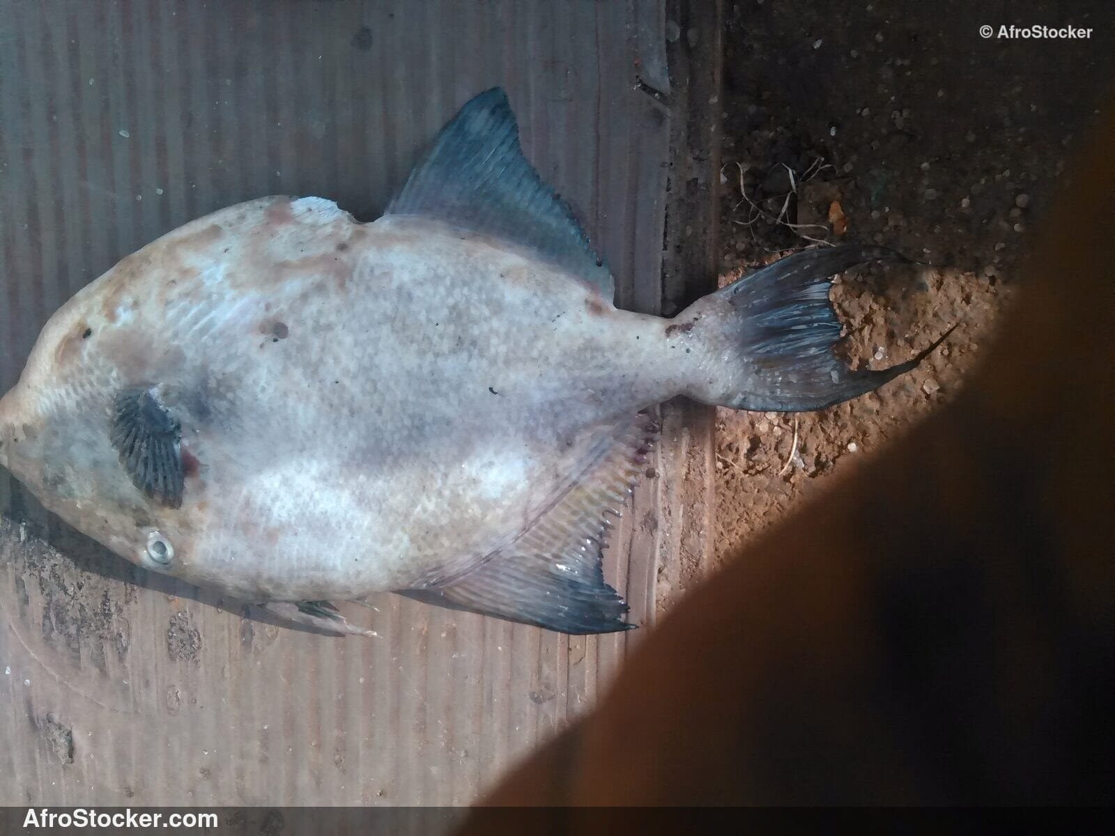 Fresh Fish Market Benin / Marché de Poisson Frais Bénin | AfroStocker