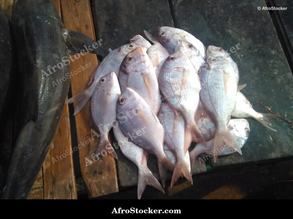 Fresh Fish Market Ghana / Marché de Poisson Frais Ghana | AfroStocker