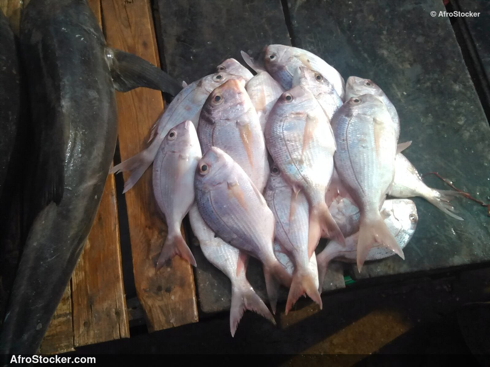 Fresh Fish Market Ghana / Marché de Poisson Frais Ghana | AfroStocker