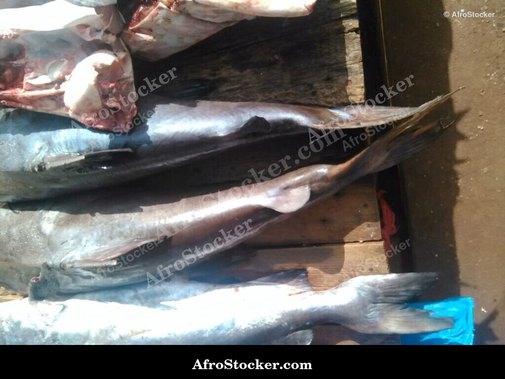 Fresh Fish Market Madagascar / Marché de Poisson Frais Madagascar | AfroStocker