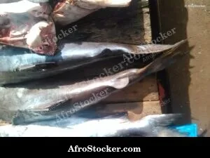 Fresh Fish Market Madagascar