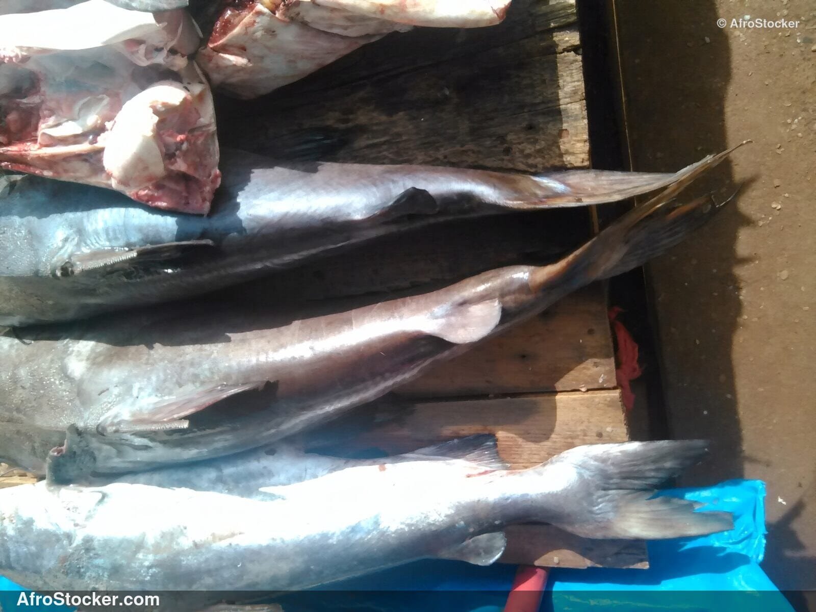 Fresh Fish Market Madagascar / Marché de Poisson Frais Madagascar | AfroStocker