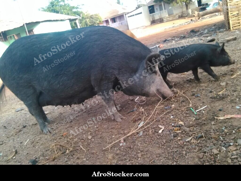 Pig West African Village / Porc Village Africain | AfroStocker