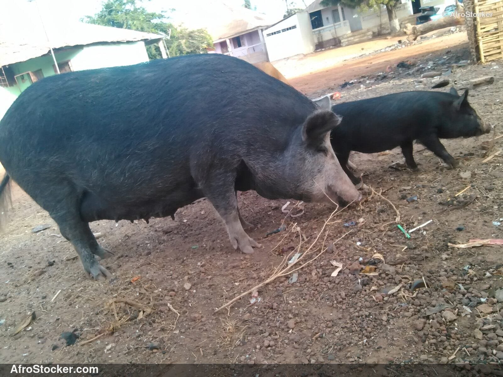 Pig West African Village / Porc Village Africain | AfroStocker