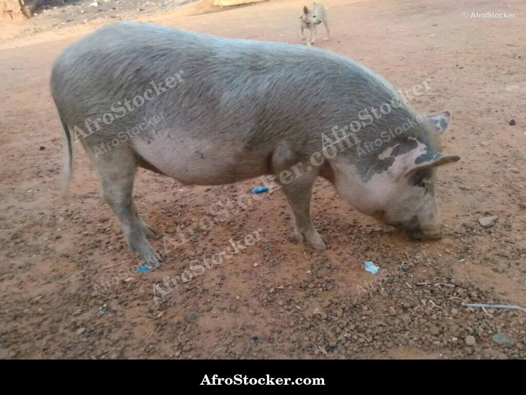 Pigs African Rural Scene / Porcs Scène Rurale Africaine | AfroStocker