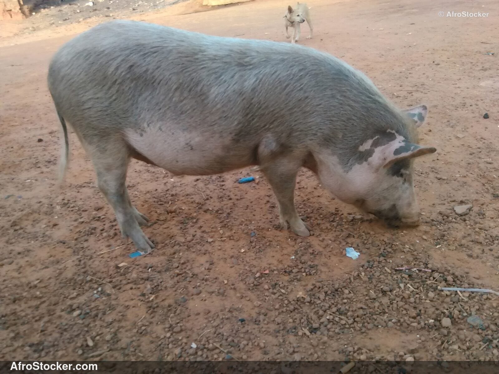 Pigs African Rural Scene / Porcs Scène Rurale Africaine | AfroStocker