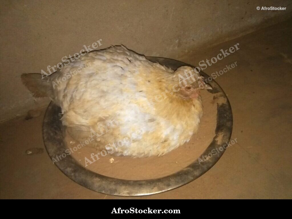 Hen Brooding Chicks West Africa | AfroStocker