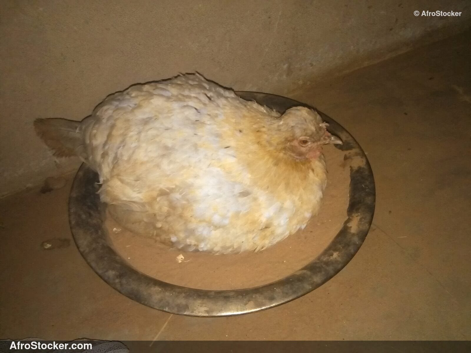 Hen Brooding Chicks West Africa / Poule Couveuse Poussins Afrique | AfroStocker