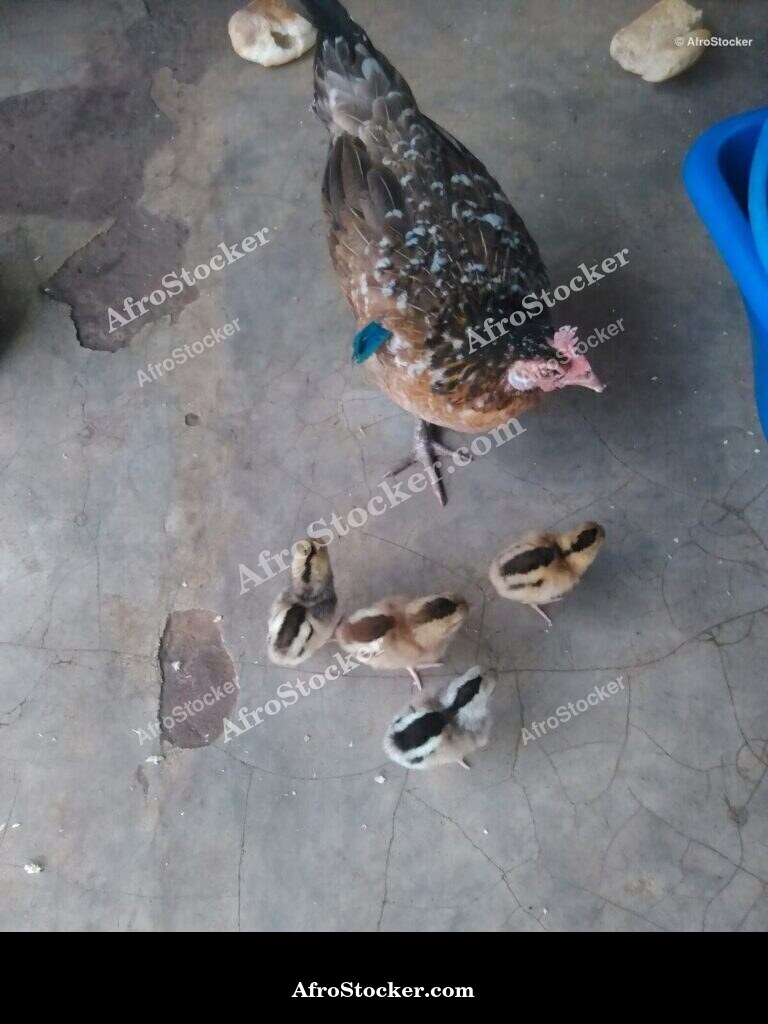 Hen With Baby Chick Africa | AfroStocker