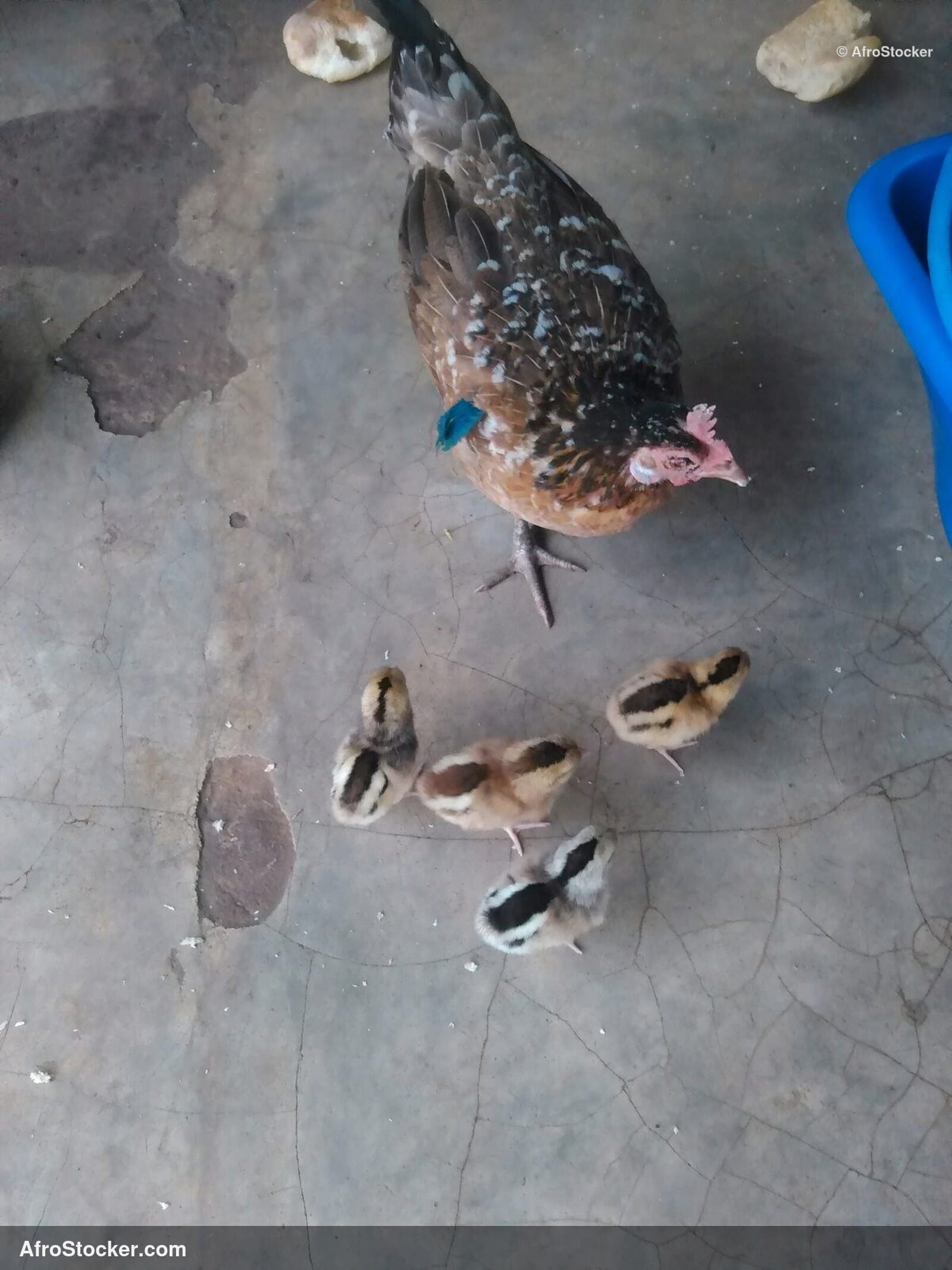 Hen With Baby Chick Africa / Poule avec Poussin Afrique | AfroStocker