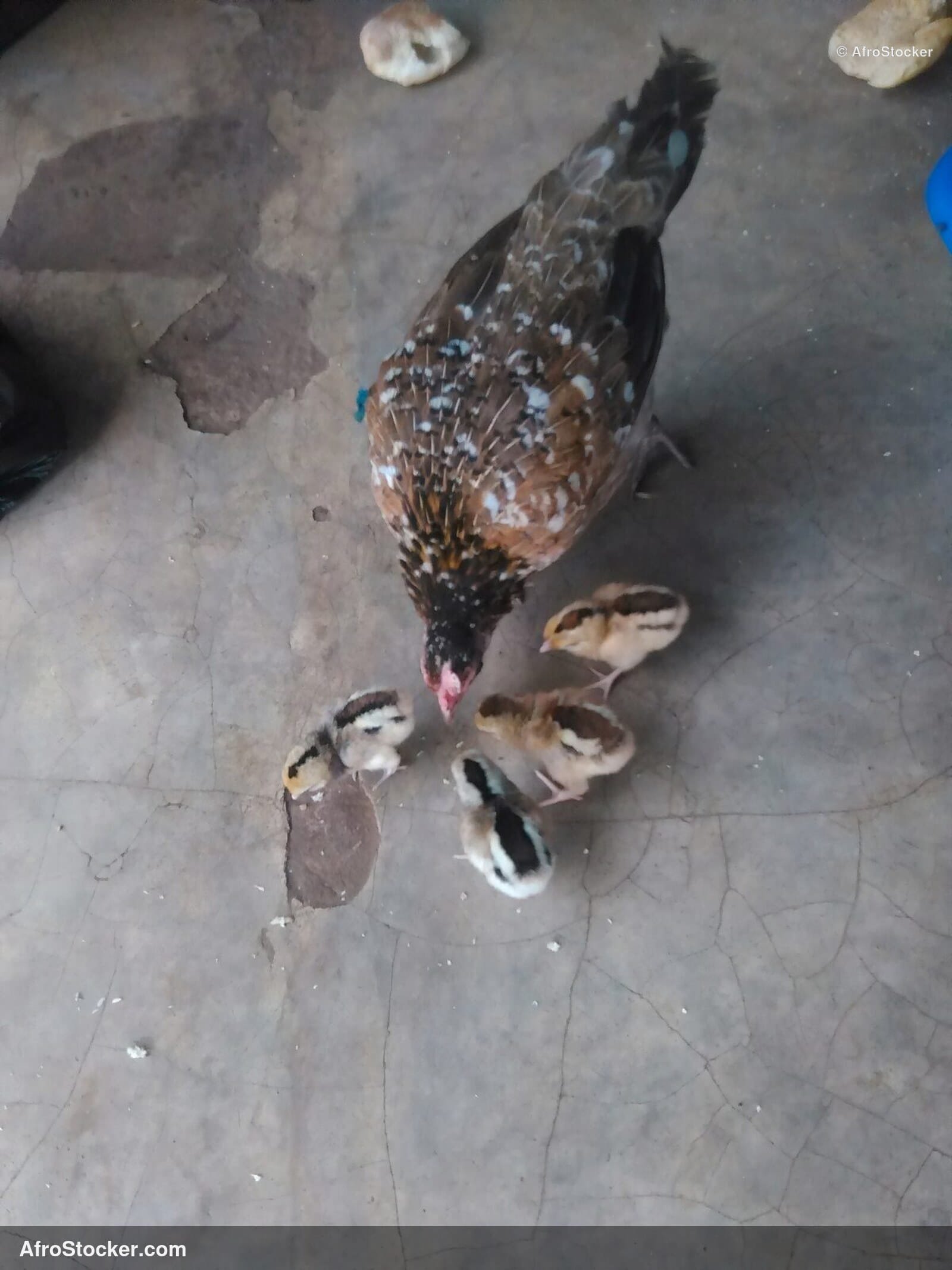 Hen And Chicks African Village / Poule et Poussins Village Africain | AfroStocker