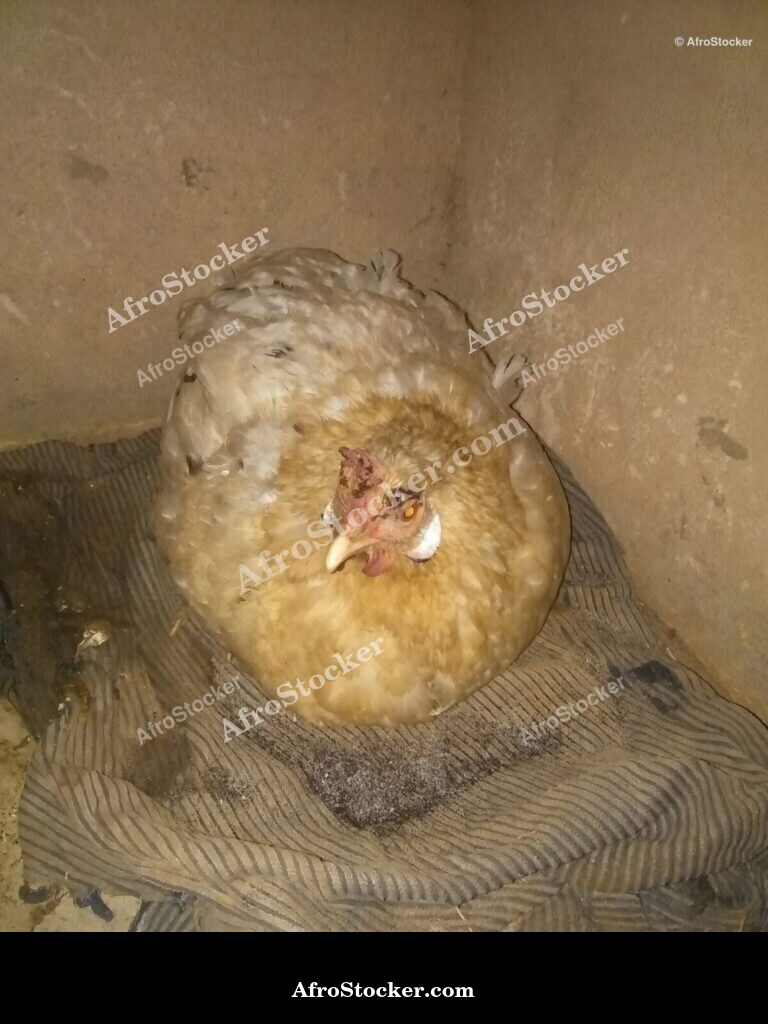 Hen On Eggs West Africa / Poule sur Oeufs Afrique de l'Ouest | AfroStocker