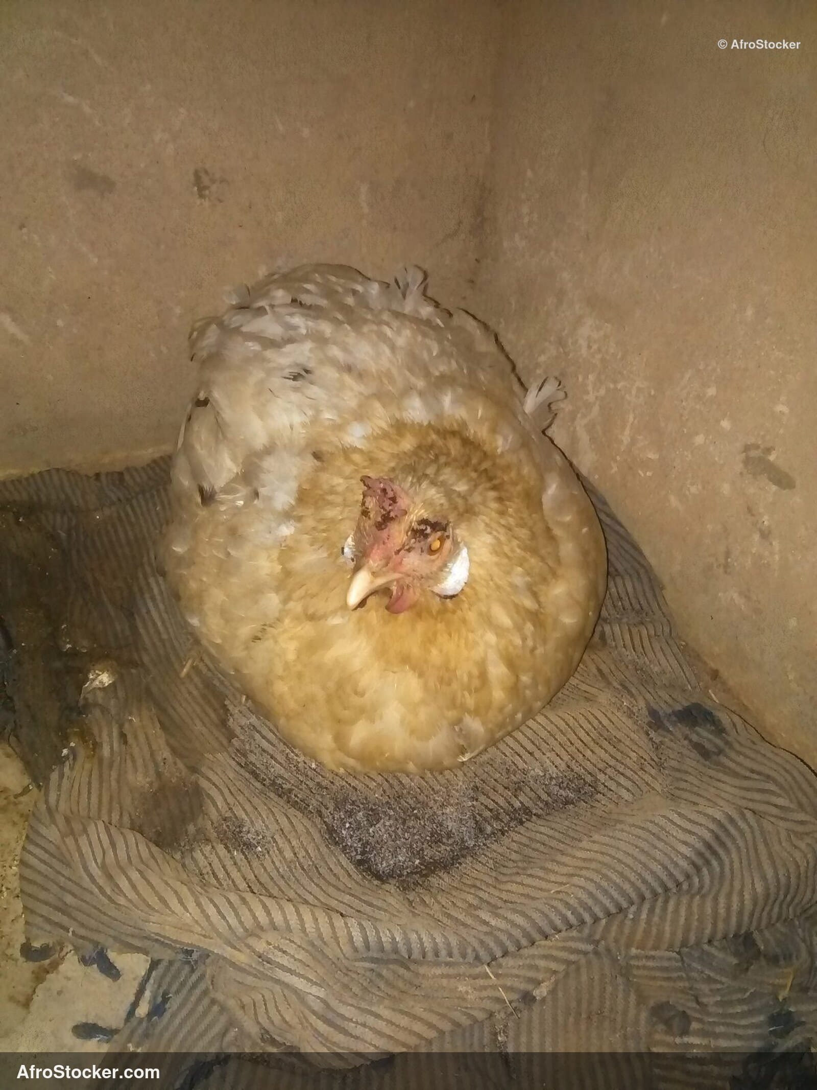 Hen On Eggs West Africa / Poule sur Oeufs Afrique de l'Ouest | AfroStocker