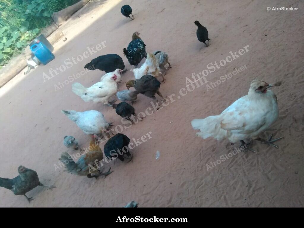 Local Hens African Village / Poules Locales Village Africain | AfroStocker