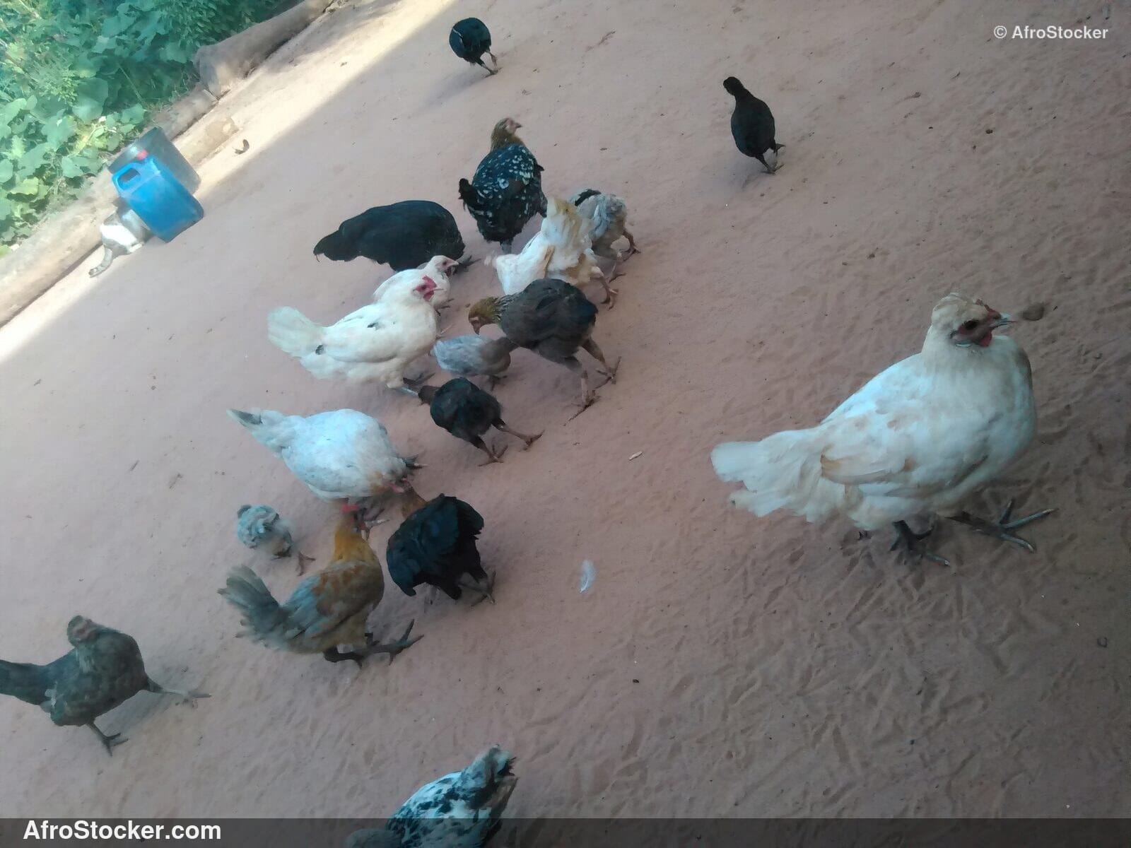 Local Hens African Village / Poules Locales Village Africain | AfroStocker