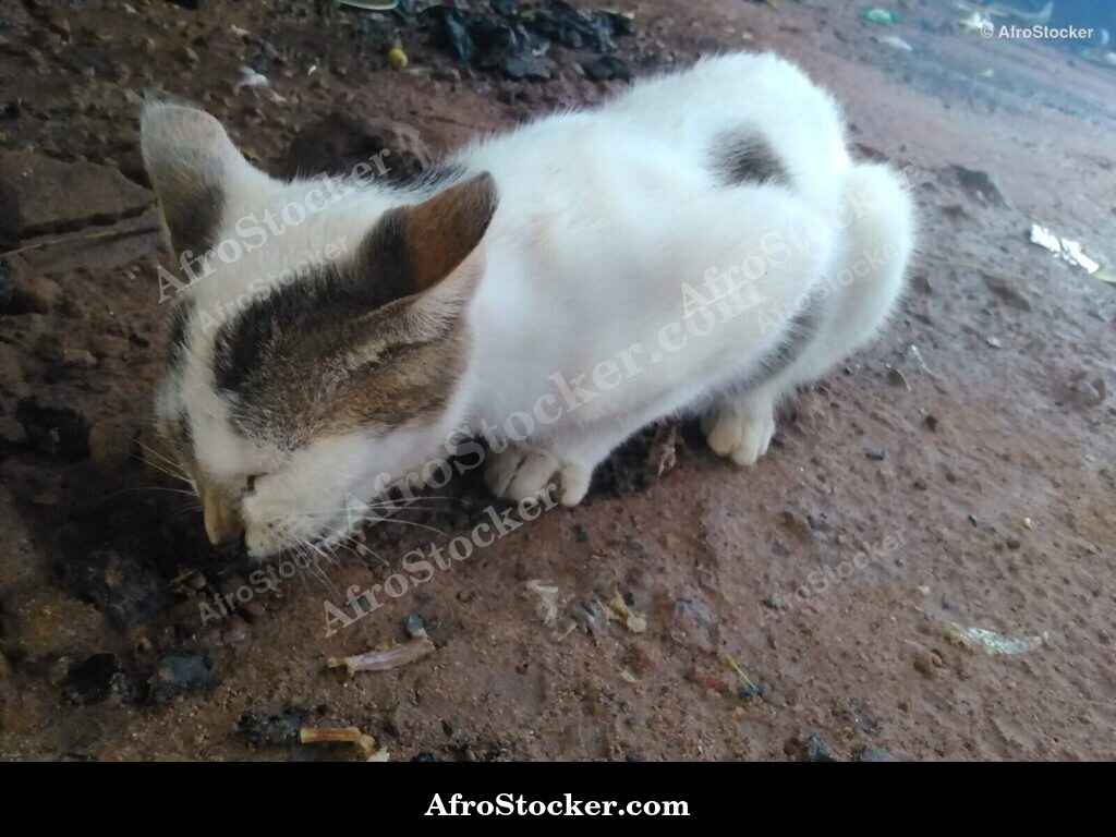 Feline Cat Chase | AfroStocker